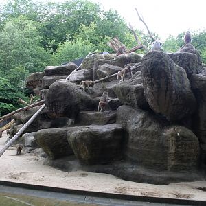 Aalborg Zoo - Baboon Island
