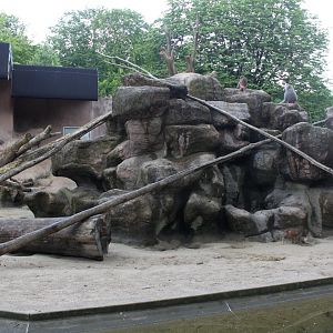 Aalborg Zoo - Baboon Island