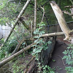 Aalborg Zoo - Lemur exhibit
