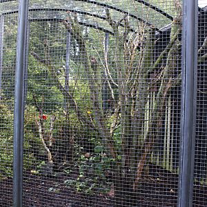 Aalborg Zoo - Lorikeet Aviary