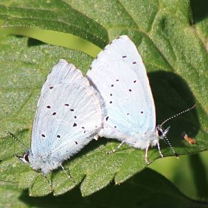 mating blue butterflies