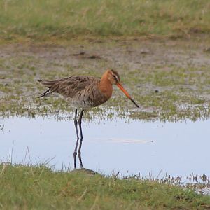 black-tailed godwit