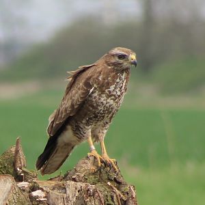 buzzard