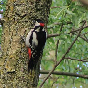 great spotted woodpecker