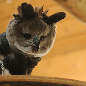 Harpy Eagle at Wuppertal