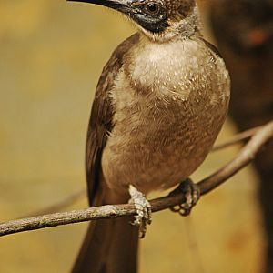 The last Little friarbird in an european zoo