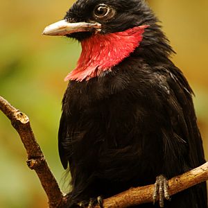 Male Purple-throated fruitcrow at Wuppertal