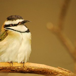 The last White-throated bee-eater in an european zoo