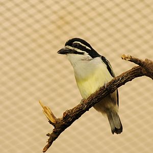 Yellow-rumped tinkerbird at Wuppertal