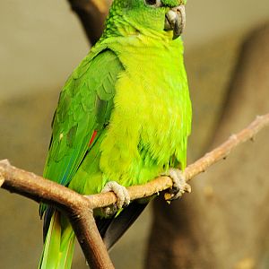 Black-billed amazon at Wuppertal