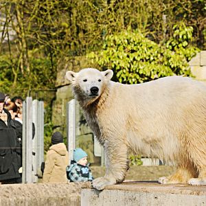 Polar bear Anori at Wuppertal