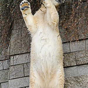 Polar bear Anori at Wuppertal