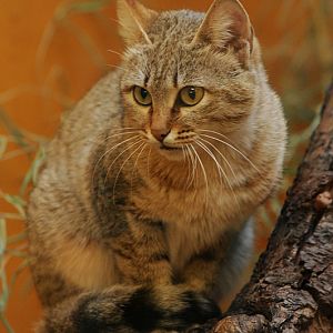 Gordon's wildcat at Wuppertal