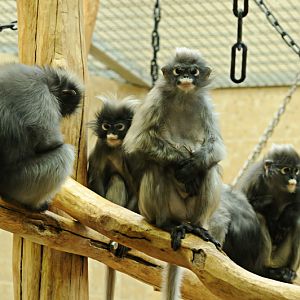 Dusky Leaf-monkeys at Wuppertal
