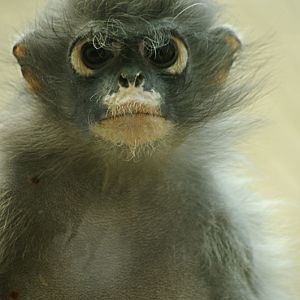 Dusky Leaf-monkey portrait