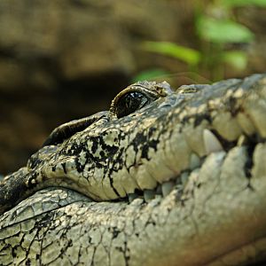 New Guinea crocodile