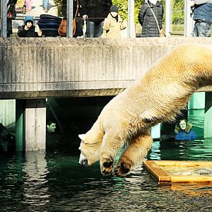Polar bear at Wuppertal