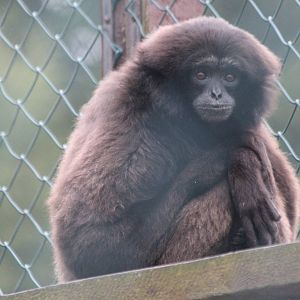 Isle of Wight Owl and Monkey Haven