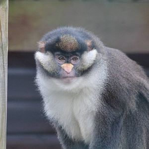 Isle of Wight Owl and Monkey Haven