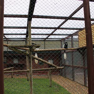 Isle of Wight Owl and Monkey Haven