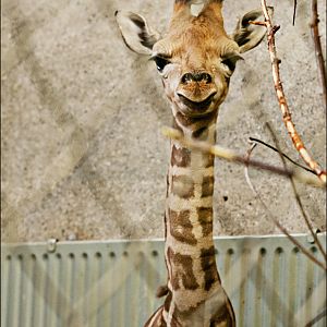 Young giraffe at Hamburg
