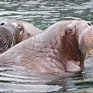 Walrus at Hamburg