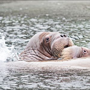 Walrus at Hamburg
