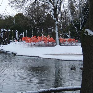 Caribbean Flamingo`s