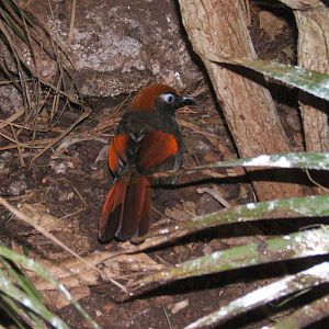 Red-winged Laughing Thrush