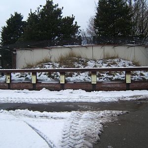 View of Sand Lizard exhibit