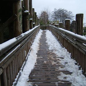 Ramp up to Realm of the Red Ape