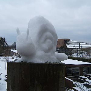 A Snow Snail