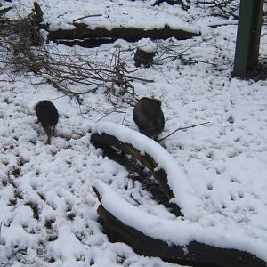 Visayan Warty Pigs in snow