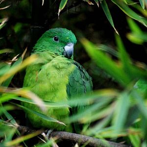 Buru Racquet-tail Parrot at Walsrode, 22/03/13