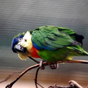Orange-breasted Fig Parrot at Walsrode, 22/03/13