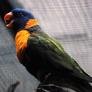 Red-collared Lorikeet at Walsrode, 22/03/13