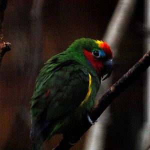 Double-eyed Fig Parrot at Walsrode, 22/03/13
