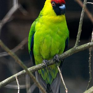 Horned Parakeet at Walsrode, 22/03/13