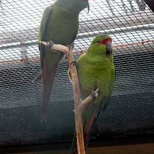 Slender-billed Conure at Walsrode, 22/03/13