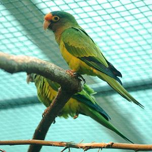 South Mexican Petz's Conure at Walsrode, 22/03/13