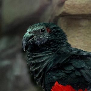 Pesquet's Parrot at Walsrode, 22/03/13