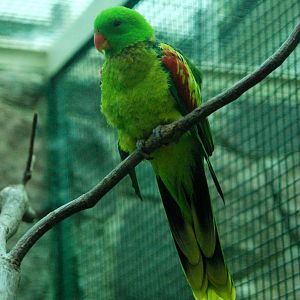 Olive-shouldered Parrot at Walsrode, 22/03/13