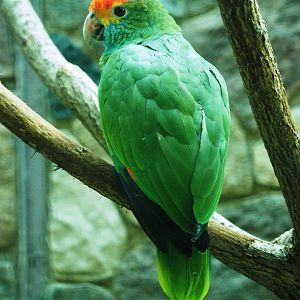 Red-browed Amazon at Walsrode, 22/03/13