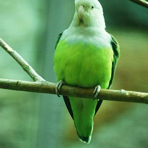 Grey-headed Lovebird at Walsrode, 22/03/13