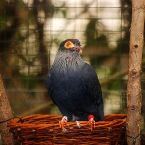 Malagasy Blue Pigeon at Walsrode, 22/03/13