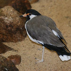 Western Red-wattled Lapwing at Walsrode, 22/03/13