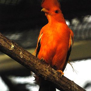 Guianan Cock-of-the-Rock at Walsrode, 22/03/13