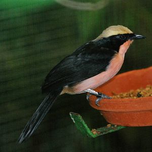 Yellow-crowned Gonolek at Walsrode, 22/03/13
