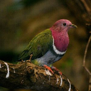 Pink-headed Fruit Dove at Walsrode, 22/03/13