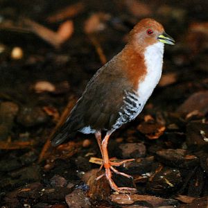 Red-and-White Crake at Walsrode, 22/03/13